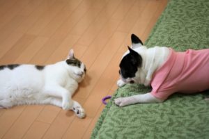 犬と猫の防カビ
