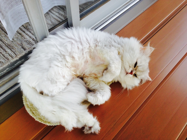 a06ab25228c1c9d6214143b8325de09e_s