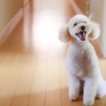 ペットが安全な防カビ